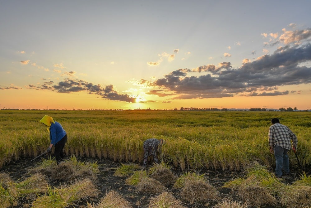 農(nóng)民在吉林省吉林市永吉縣萬昌鎮(zhèn)花家村收割水稻（2023年9月12日攝）。新華社記者 張楠 攝