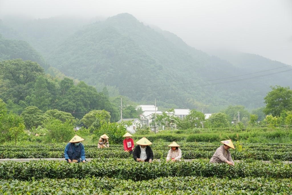 2022年5月11日，村民在大灣村生態(tài)茶園內(nèi)采摘茶葉。新華社記者杜宇攝