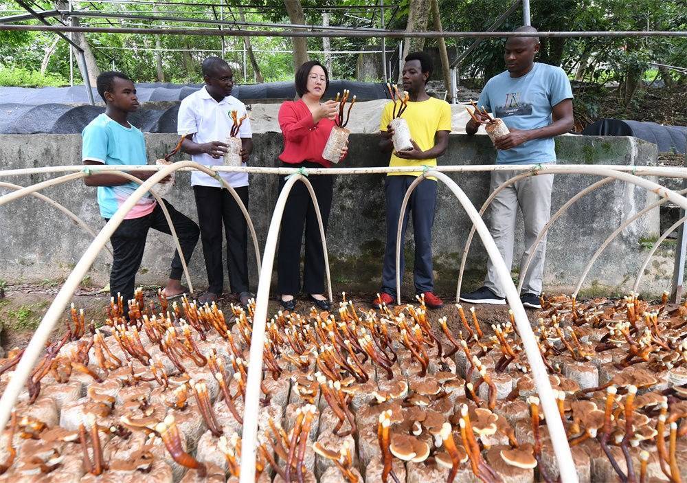 2021年8月12日，福建農(nóng)林大學(xué)國(guó)家菌草工程技術(shù)研究中心副主任林冬梅（中）為非洲留學(xué)生講解菌草鹿角靈芝的栽培情況。新華社記者 林善傳 攝