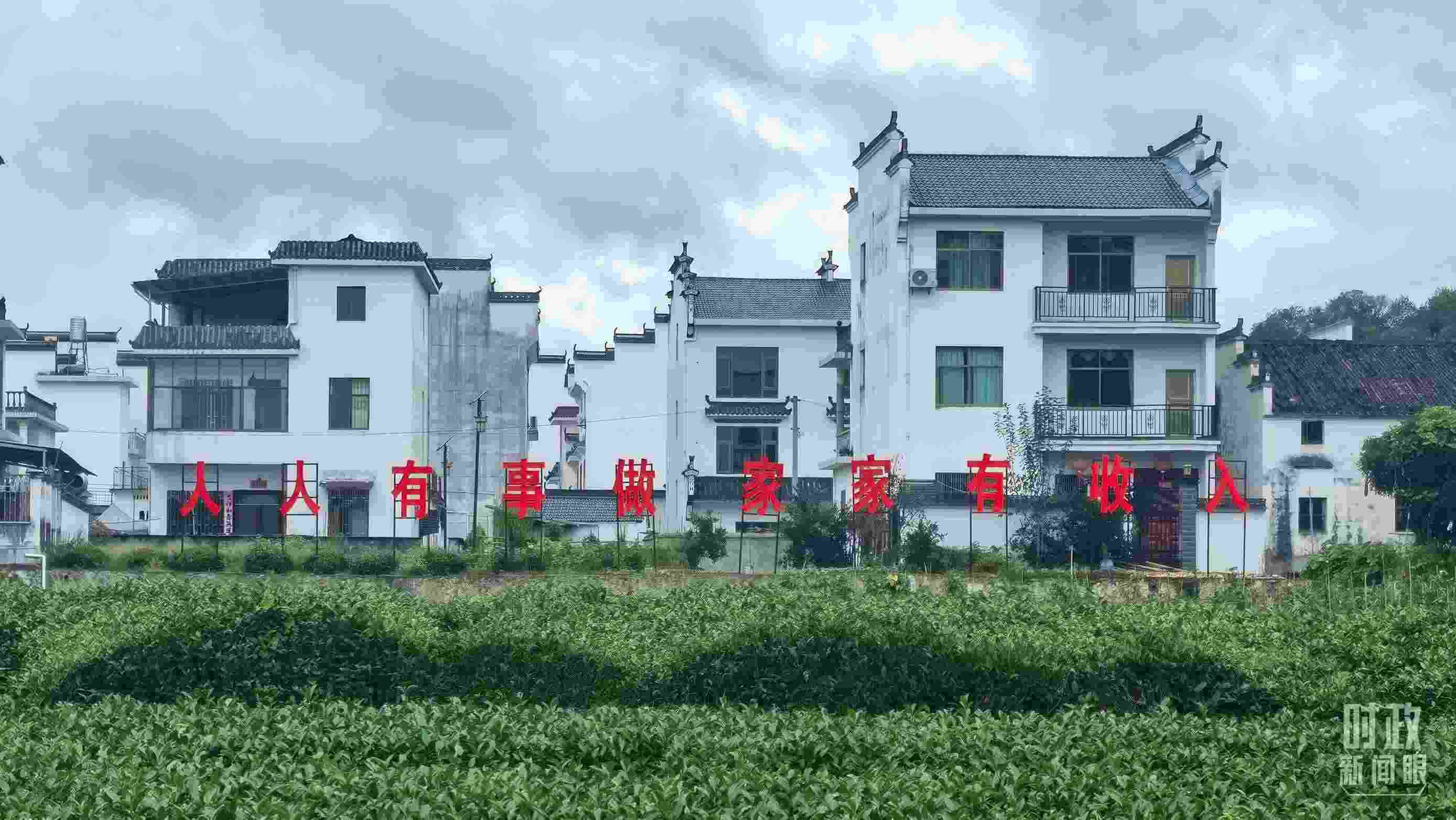 △石門村村民種植的茶葉。（總臺央視記者賈林拍攝）