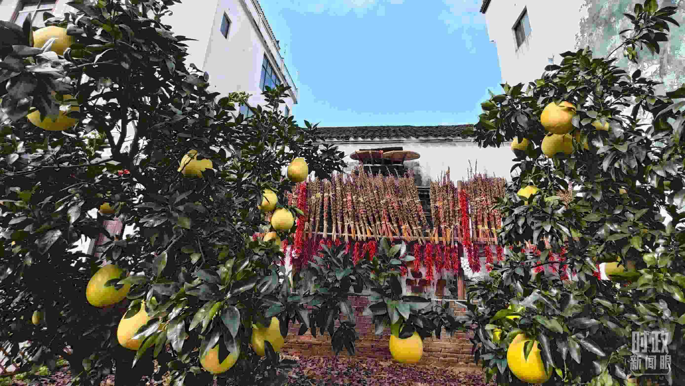 △石門村農(nóng)家小院里碩果累累。（總臺央視記者許永松拍攝）