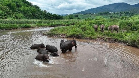 野生亞洲象組團泡澡降溫解暑。何有剛攝