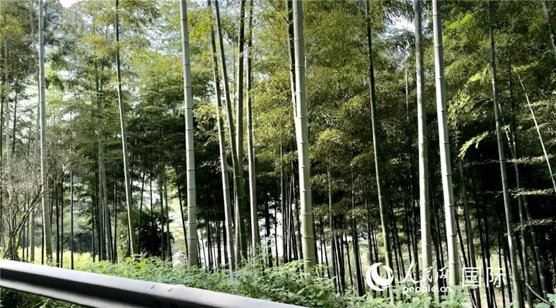 沿途中的竹林。人民網記者 周雨攝