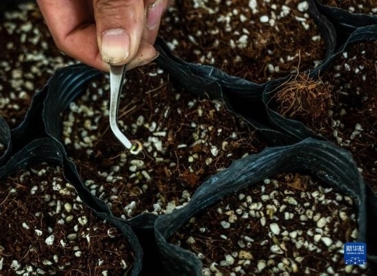 云南錦科花卉工程研究中心里已經(jīng)發(fā)芽的太空種子（4月3日攝）。