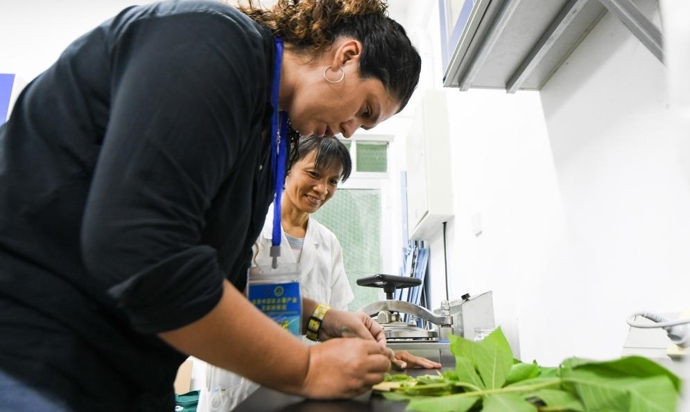 9月17日，來自哥倫比亞的研修班學(xué)員埃文·奧拉亞（左）在中國(guó)專家的指導(dǎo)下學(xué)習(xí)實(shí)操木薯組培快速繁育技術(shù)。