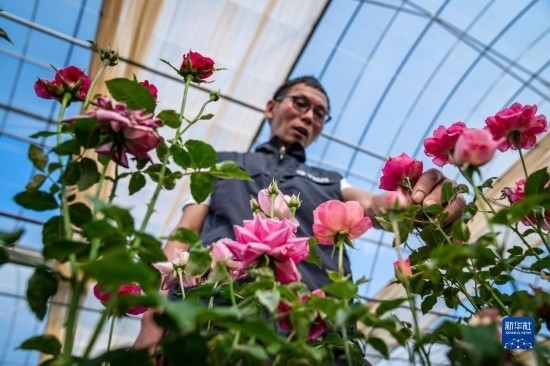 在云南省安寧市現(xiàn)代農(nóng)業(yè)園區(qū)玫瑰種植示范園，技術(shù)員田連通觀察玫瑰花（10月20日攝）。