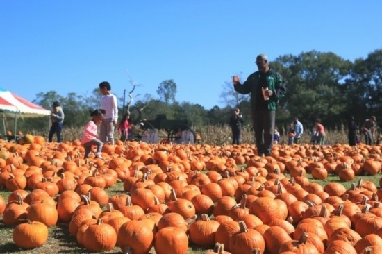  2020年10月31日，在美國新奧爾良市，人們?cè)谀瞎限r(nóng)場(chǎng)里玩耍。新華社發(fā)（魏蘭攝）