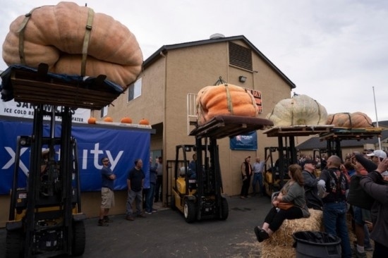  10月9日，在美國加利福尼亞州圣馬特奧縣半月灣舉行的南瓜稱重大賽現(xiàn)場(chǎng)，人們圍觀參賽的南瓜。新華社發(fā)（李建國攝）