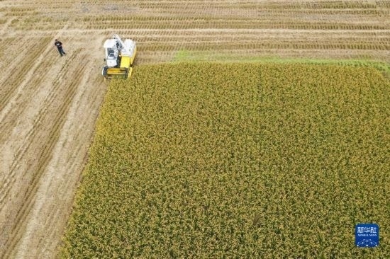 11月4日，在南通市通州區(qū)十總鎮(zhèn)育民村農(nóng)場，一臺設(shè)置好參數(shù)的無人收割機在工作中（無人機照片）。