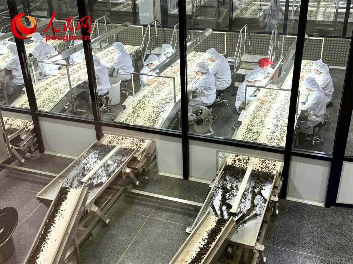 工人在對(duì)茶葉進(jìn)行目視揀剔。人民網(wǎng)記者 劉微攝
