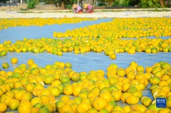 11月25日在廣東省江門市新會區(qū)拍攝的在空地上晾曬的新會柑皮。