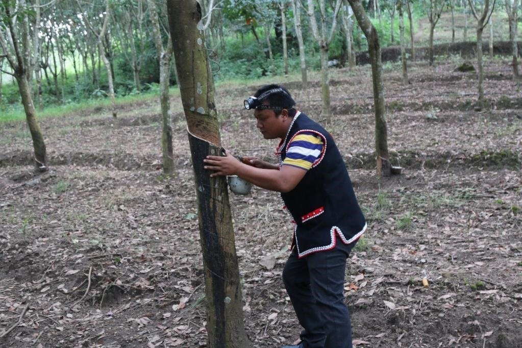 2017年10月，云南省永德縣團樹村佤族膠農(nóng)蔣文富在割膠