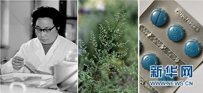 屠呦呦、青蒿和抗瘧疾成藥（拼版資料照片）
