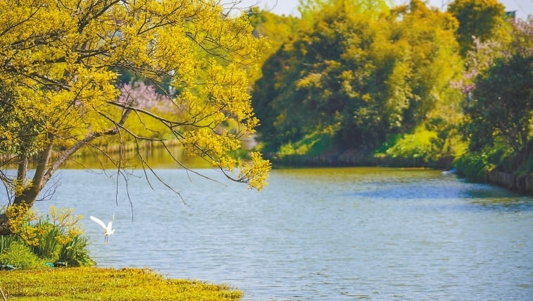  碧波蕩漾 浙江嘉興市海鹽縣望海街道永福社區(qū)荷花池，一汪碧水波光粼粼，風(fēng)光旖旎。當(dāng)?shù)厥冀K堅(jiān)持綠色發(fā)展，促進(jìn)人與自然和諧共生。 肖弗勒模具（嘉興）有限公司德國籍經(jīng)理 湯姆·魯特納攝 “當(dāng)?shù)卮迕窀嬖V我，如今環(huán)境變好了，茶余飯后，大家都會(huì)到河邊散散步，欣賞美景，和鄰居聊聊天。我想，好生態(tài)是大自然的饋贈(zèng)，更是長(zhǎng)三角地區(qū)大力治理生態(tài)環(huán)境的結(jié)果。希望美麗中國的綠色發(fā)展之路越走越好。”