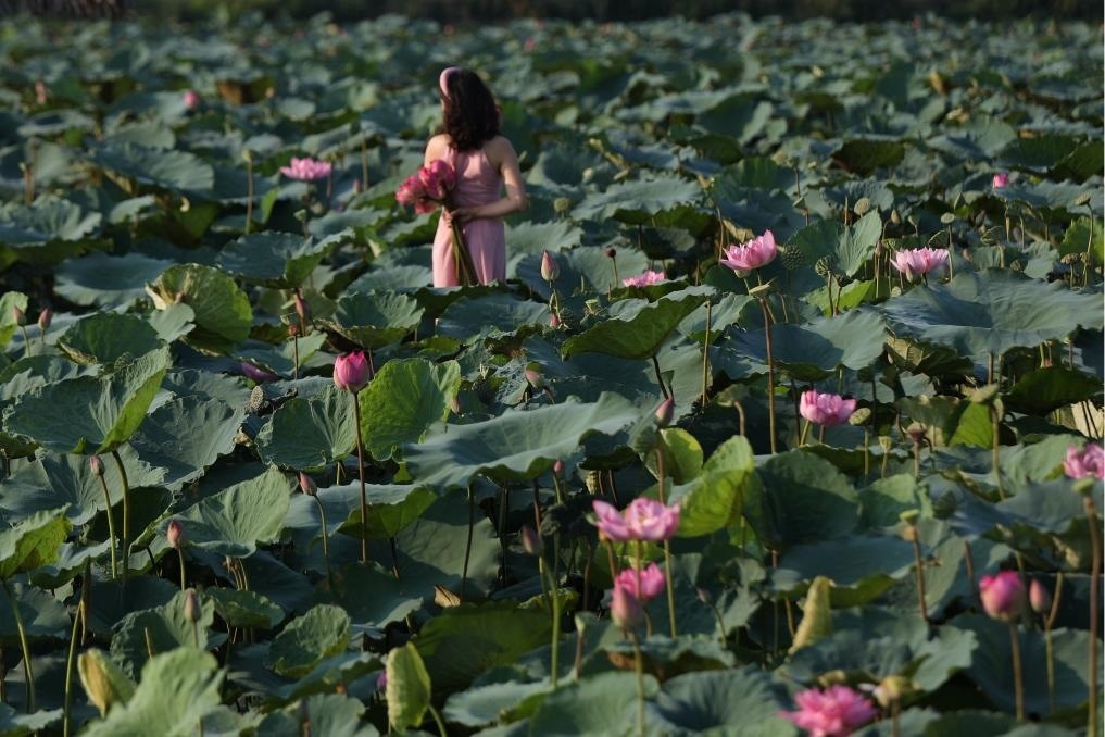 這是2020年7月15日，一名女子在越南首都河內(nèi)西湖畔的荷花叢中留影。
