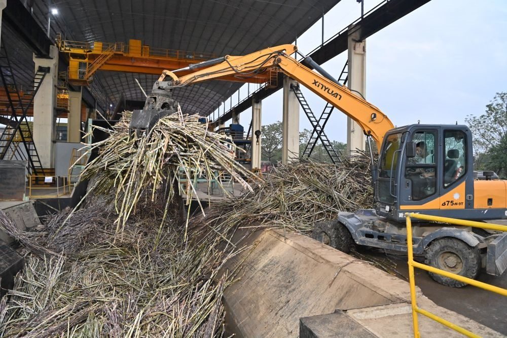 12月14日，在廣西來賓東糖鳳凰有限公司，員工操作機(jī)械將甘蔗投入傳送帶，準(zhǔn)備送往壓榨車間。