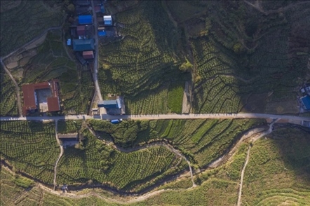 漠源鄉(xiāng)西柚基地。將樂縣農(nóng)業(yè)農(nóng)村局供圖