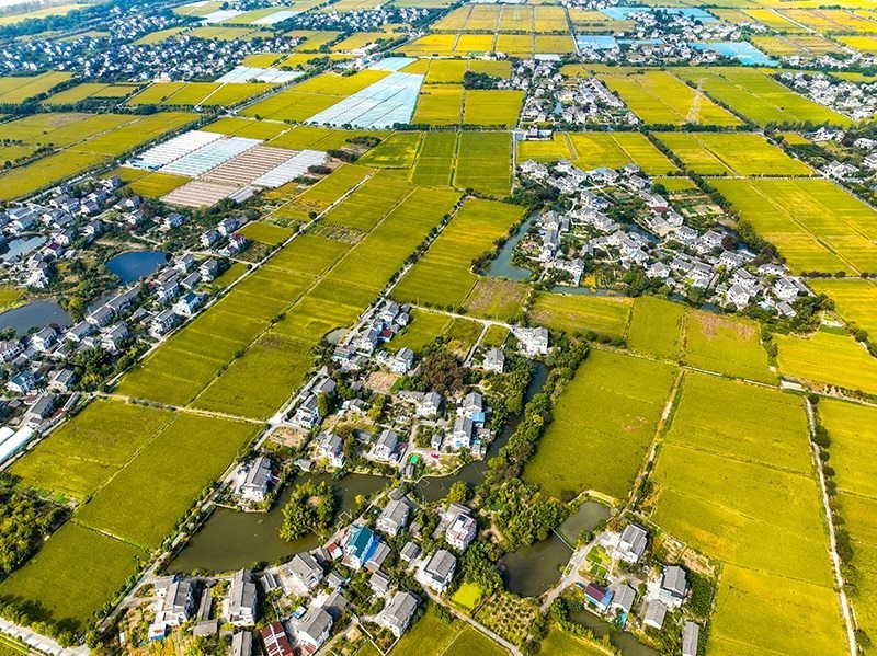 2023年10月22日，浙江海寧市黃灣鎮(zhèn)，金秋時節(jié)，金黃色的稻田與美麗鄉(xiāng)村構(gòu)成一幅寧靜祥和的畫卷。