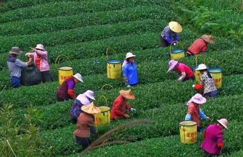 △軍營村茶農(nóng)在茶園采茶。