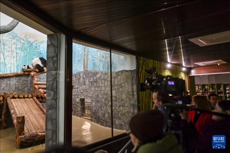 3月8日，人們在俄羅斯莫斯科動物園觀看大熊貓“喀秋莎”（左）和媽媽“丁丁”。新華社記者 曹陽 攝