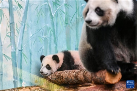 這是3月8日在俄羅斯莫斯科動物園拍攝的大熊貓“喀秋莎”（左）和媽媽“丁丁”。新華社記者 曹陽 攝