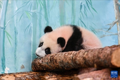 這是3月8日在俄羅斯莫斯科動物園拍攝的大熊貓“喀秋莎”。新華社記者 曹陽 攝