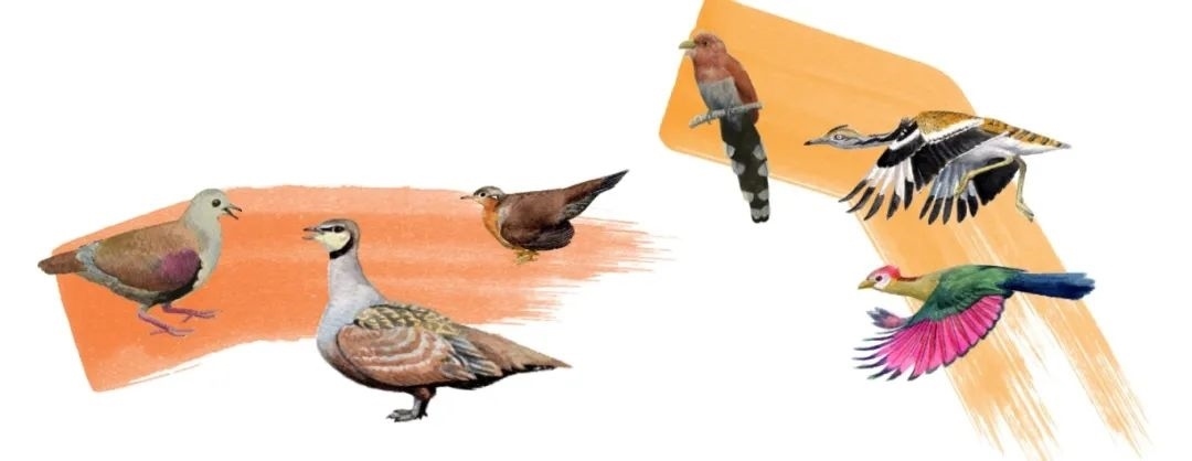 鴿鴇類。浙江大學供圖