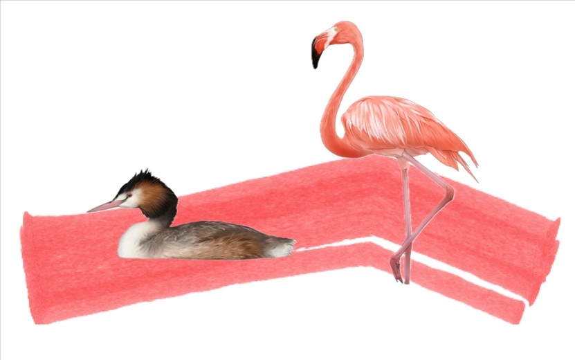 奇跡鳥類（火烈鳥總目）。浙江大學供圖