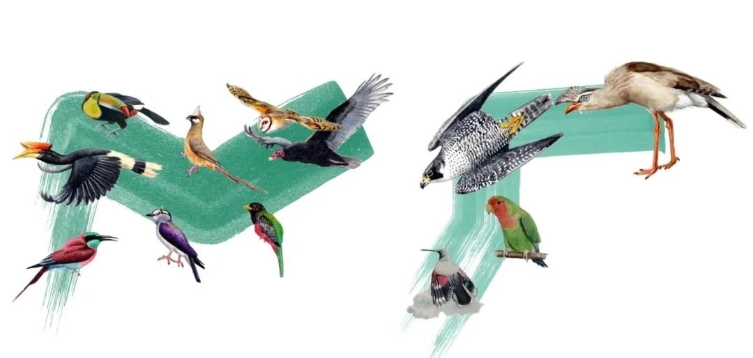 陸鳥類。浙江大學供圖