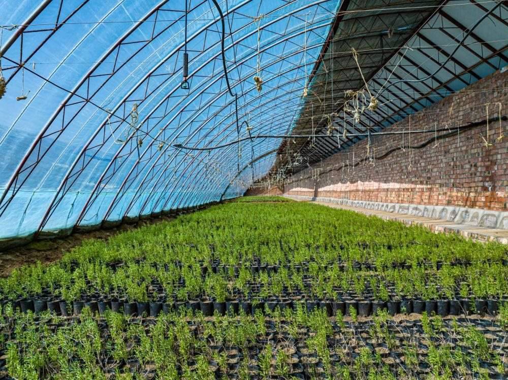 △內(nèi)蒙古一苗圃正在育苗。今年內(nèi)蒙古將投資2200萬元保障“三北”工程種苗供應(yīng)，助力打好“三北”工程攻堅戰(zhàn)。