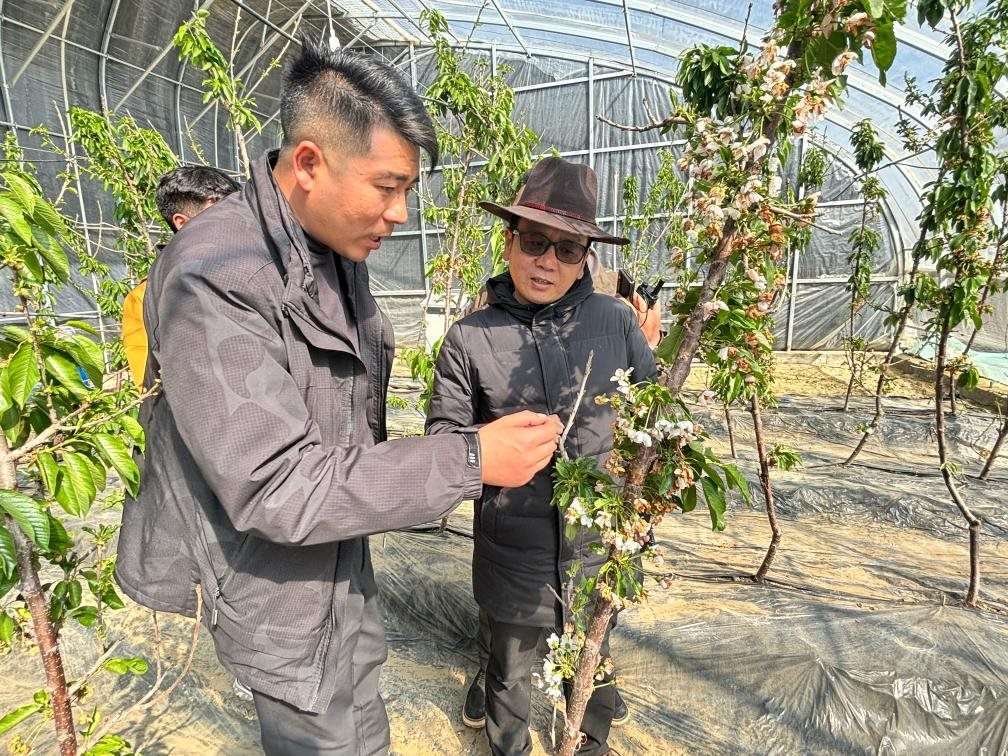 山東援藏小組及技術(shù)人員在大棚查看果蔬長(zhǎng)勢(shì)。（受訪者供圖）