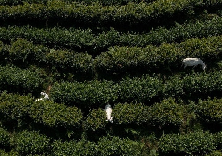 惠明茶園，養(yǎng)羊控草。供圖 共享聯(lián)盟·景寧