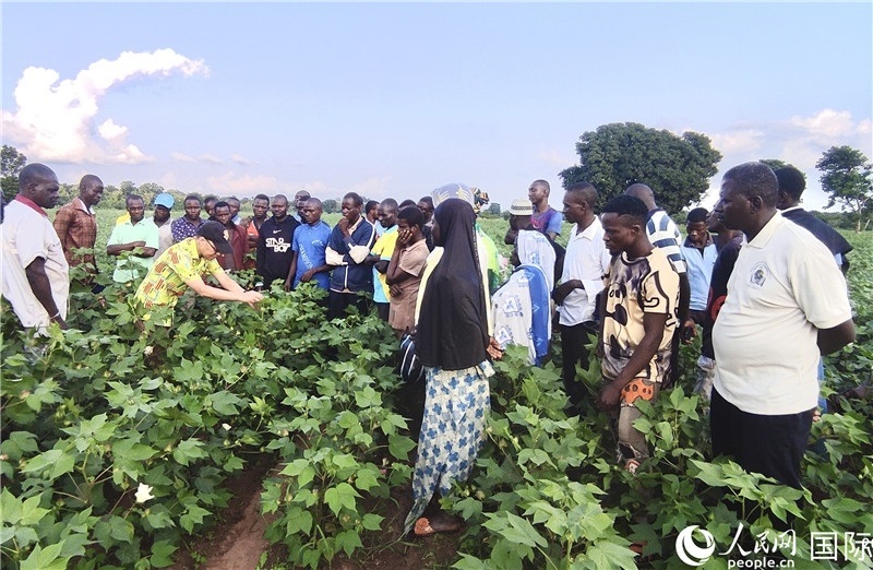 當?shù)孛揶r紛紛向中國專家學習技術。人民網記者 黃培昭攝
