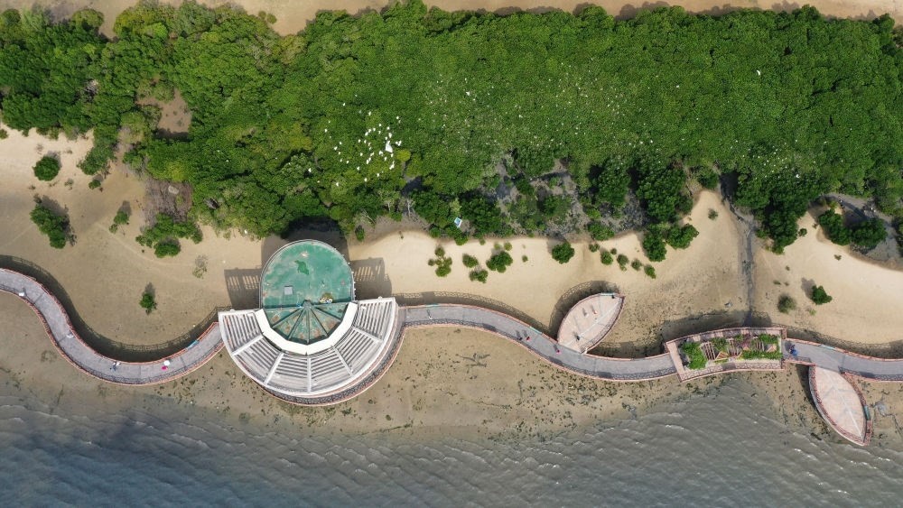 俯瞰廣東湛江市區(qū)海邊的紅樹林（2023年5月25日攝，無人機照片）。