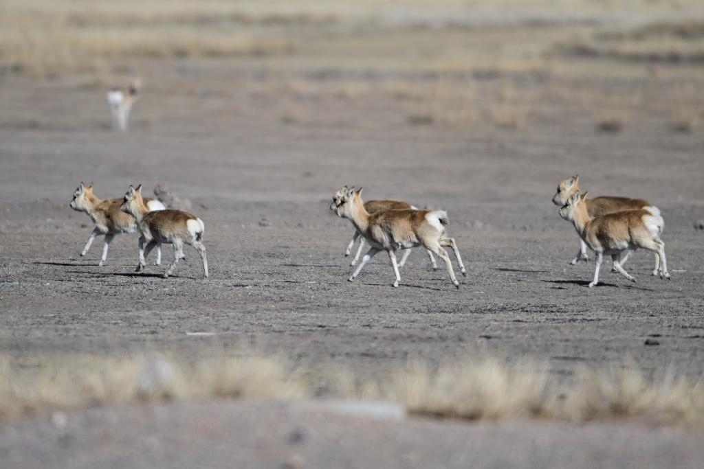 這是1月24日在青海省海北藏族自治州剛察縣哈爾蓋鎮(zhèn)境內(nèi)的草原上拍攝的普氏原羚。新華社記者 張龍 攝