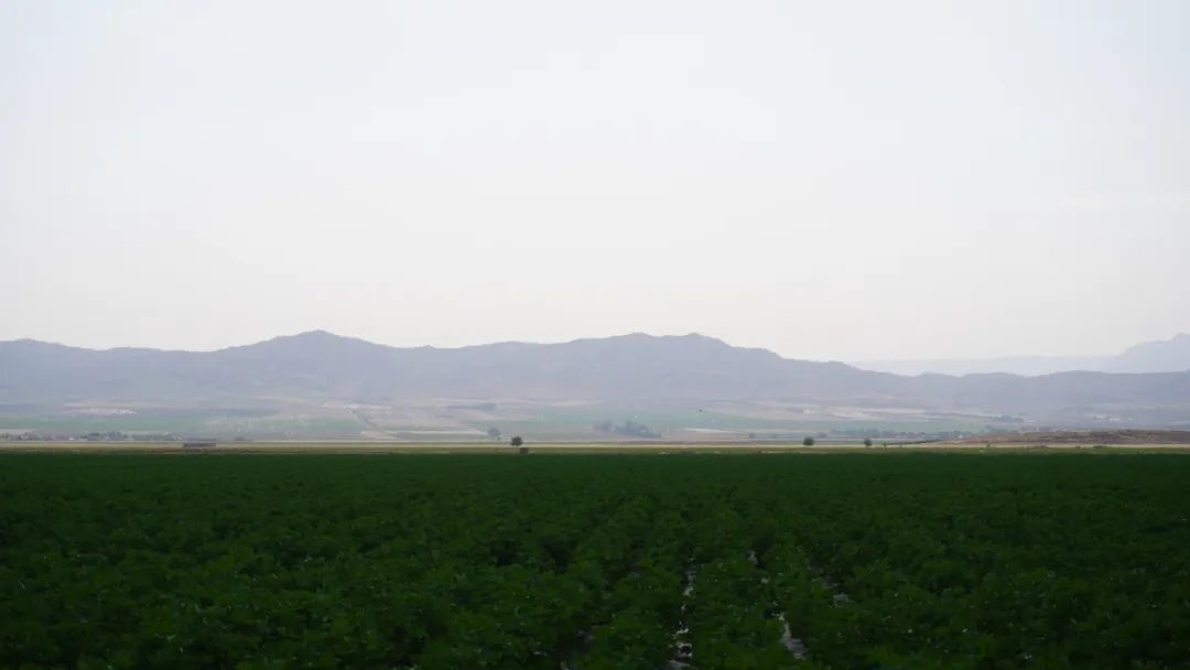 擴列孜鎮(zhèn)采用先進滴灌技術(shù)的棉田。曲頌攝