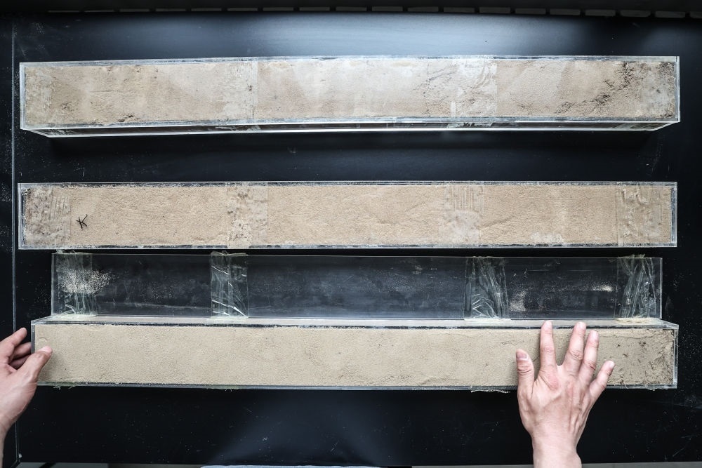 “草根博士”呂林有在遼寧省農(nóng)業(yè)科學(xué)院沙地治理與利用研究所章古臺基地實(shí)驗室整理提取的沙地土壤剖面樣本（2024年5月30日攝）。新華社記者 潘昱龍 攝