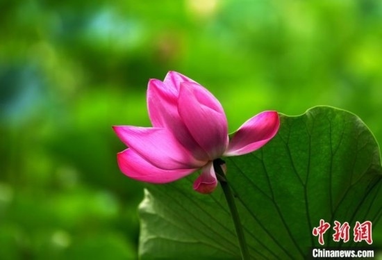 6月19日，時值一年畢業(yè)季，四川大學(xué)望江校區(qū)荷花池里的荷花盛開，成為了畢業(yè)生們的打卡圣地，吸引了眾多畢業(yè)生拍照留念。圖為盛開的荷花。中新社記者 安源 攝