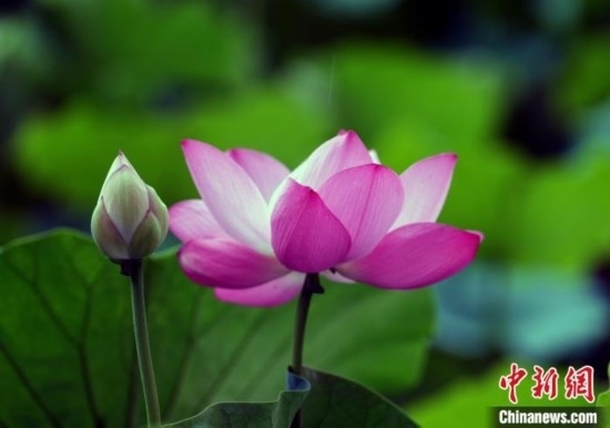 6月19日，時值一年畢業(yè)季，四川大學(xué)望江校區(qū)荷花池里的荷花盛開，成為了畢業(yè)生們的打卡圣地，吸引了眾多畢業(yè)生拍照留念。圖為盛開的荷花。中新社記者 安源 攝