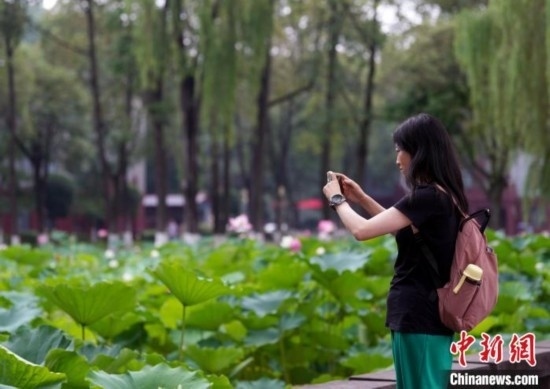 6月19日，時值一年畢業(yè)季，四川大學(xué)望江校區(qū)荷花池里的荷花盛開，成為了畢業(yè)生們的打卡圣地，吸引了眾多畢業(yè)生拍照留念。圖為畢業(yè)生在荷花池邊拍照留念。中新社記者 安源 攝