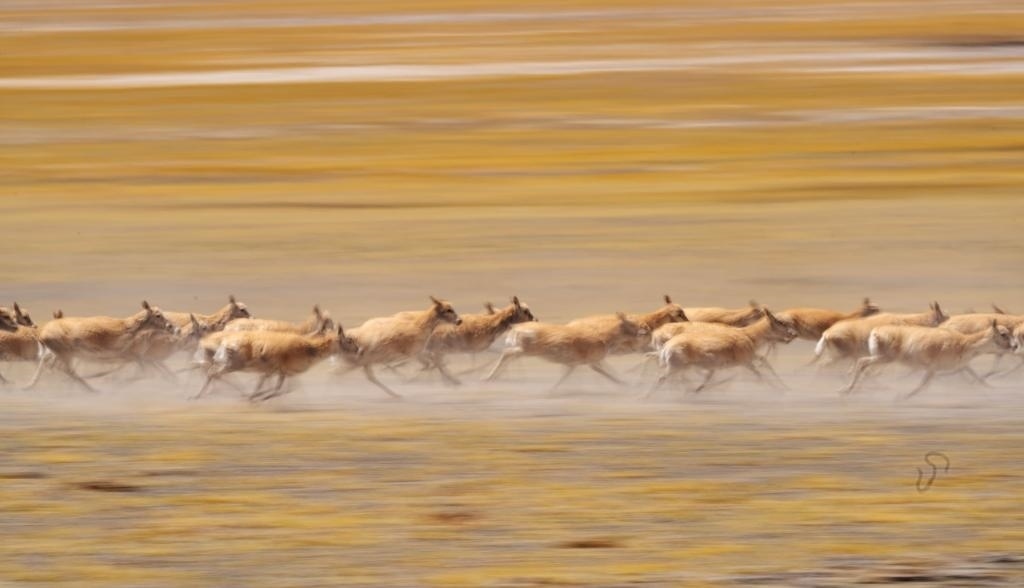 2024年6月13日，在羌塘國(guó)家級(jí)自然保護(hù)區(qū)，遷徙中的藏羚羊奔跑起來(lái)。新華社記者費(fèi)茂華攝