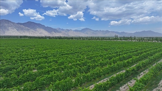 閩寧從荒蕪貧瘠的荒灘戈壁變成了如今的片片綠洲。