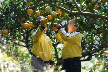 貴州黃平縣小朋友在校外勞動實(shí)踐基地采摘柑橘。