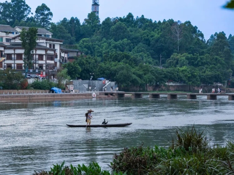 蘇稽古鎮(zhèn)的漁民在進(jìn)行魚鷹捕魚表演。本報(bào)記者 伊霄攝