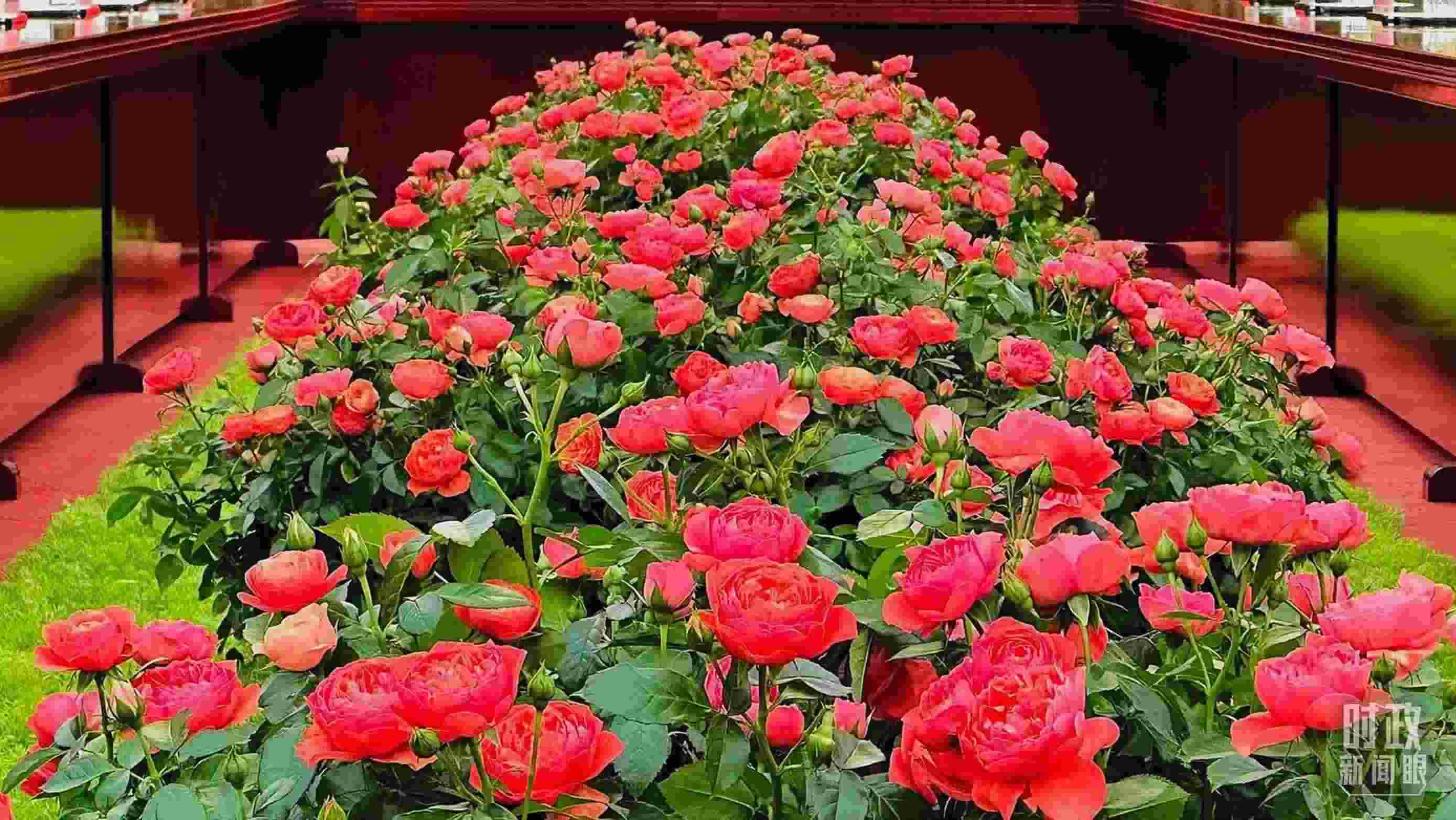 東大廳會談桌中間擺放的紅果汁月季，象征著蓬勃與堅(jiān)韌。（總臺央視記者范一鳴拍攝）