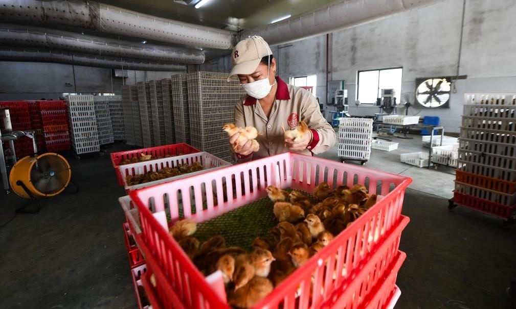 在文昌市的海南（潭牛）文昌雞股份有限公司孵化廠，工人在挑選文昌雞苗。新華社記者楊冠宇 攝