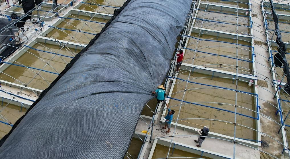 在文昌市翁田鎮(zhèn)的海興農(nóng)翁田蝦苗場(chǎng)，工人重新鋪設(shè)頂棚。無(wú)人機(jī)照片，新華社記者楊冠宇 攝