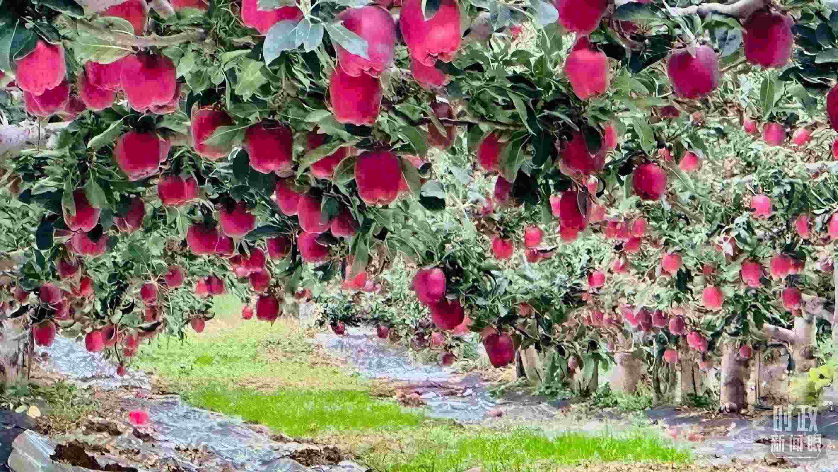 △ 麥積區(qū)南山花牛蘋果基地。（總臺央視記者范一鳴拍攝）