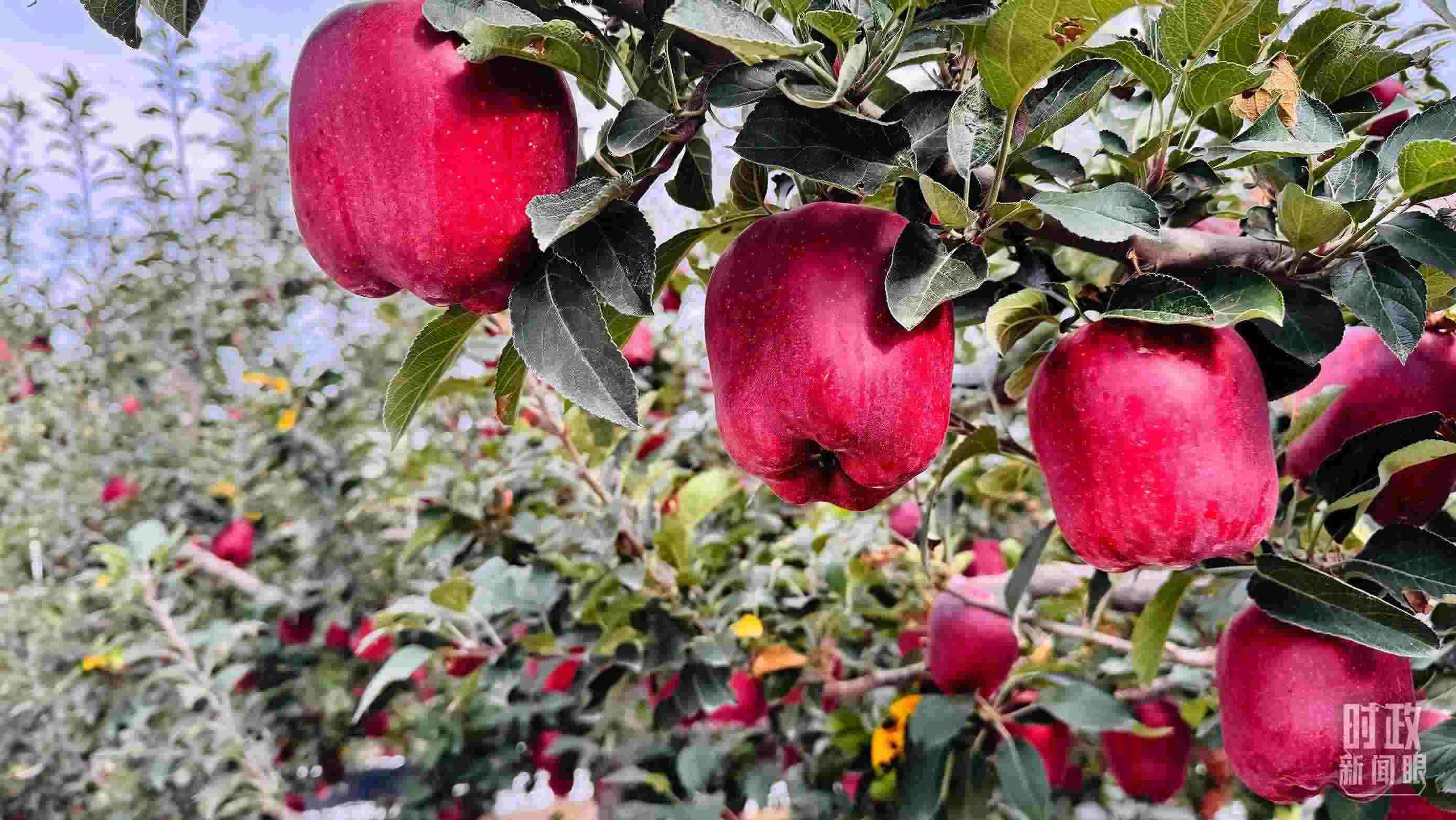 △ 麥積區(qū)南山花牛蘋果基地。（總臺央視記者黎兵拍攝）