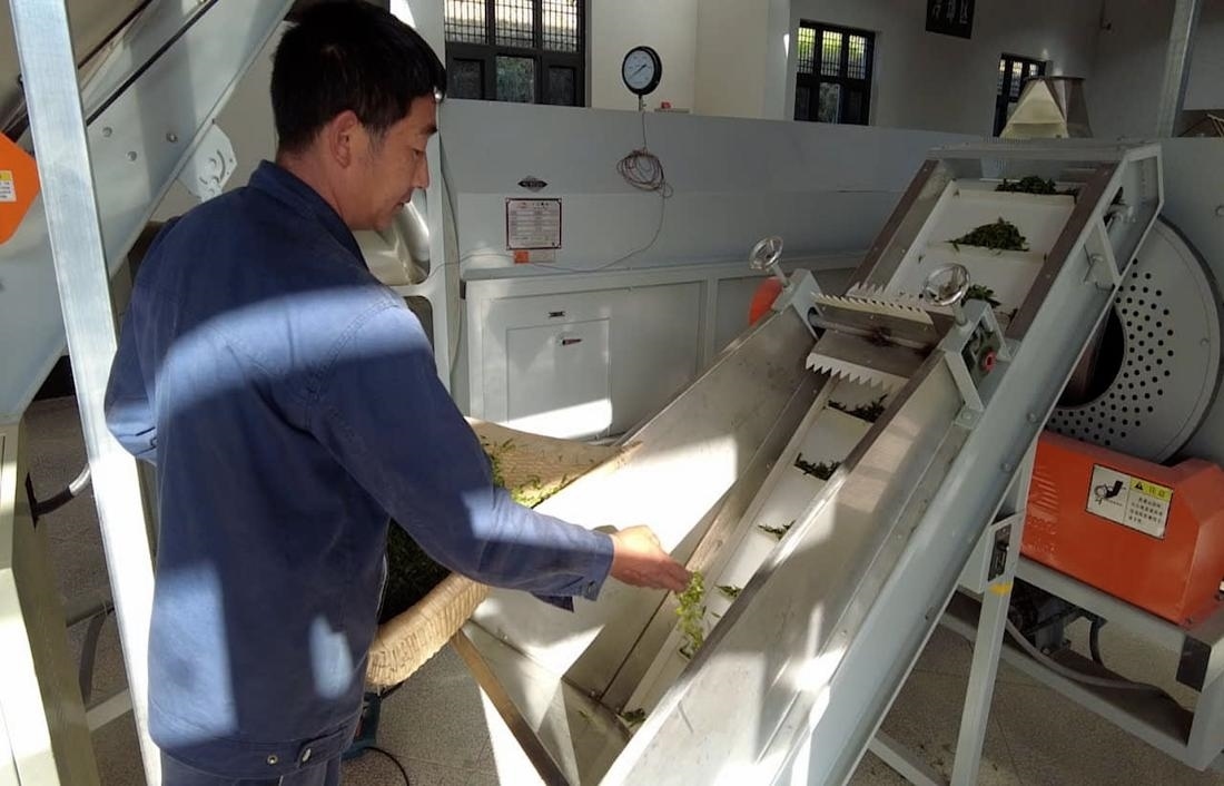  茶廠工人正在查看茶青質(zhì)量。 受訪者供圖